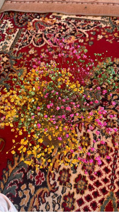 Гипсофилы Город Актобе