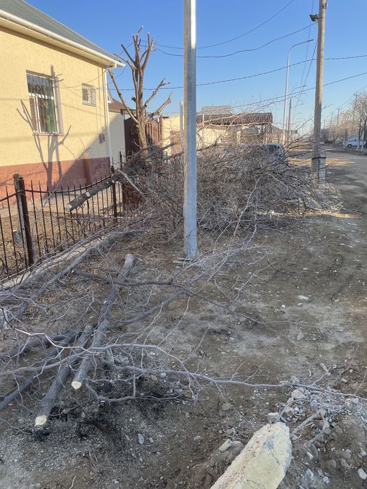 Қыстық аусымға ағаш бұталары