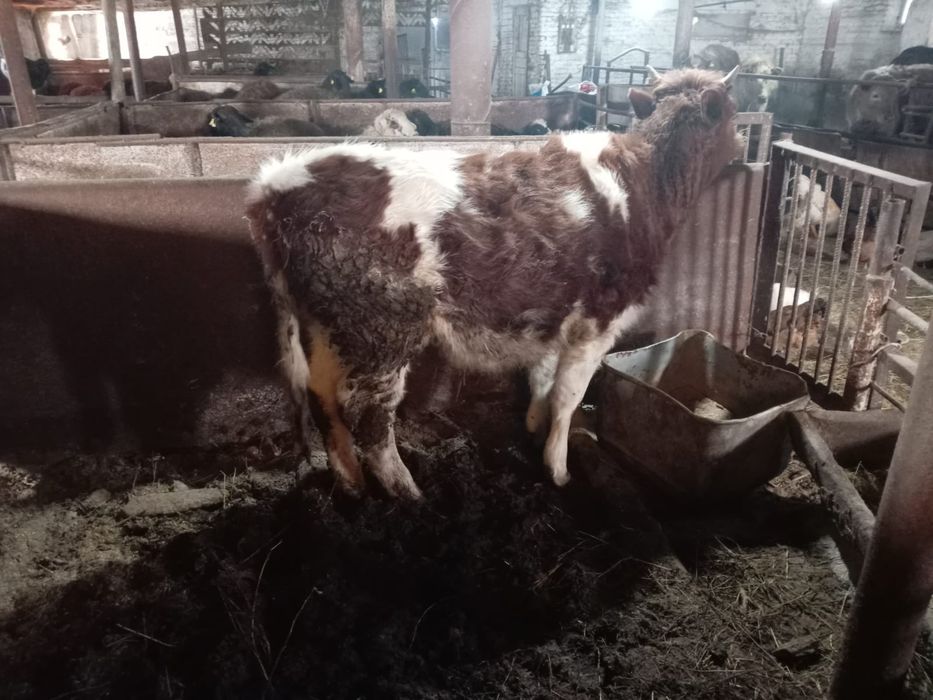 Продаём   тёлочку