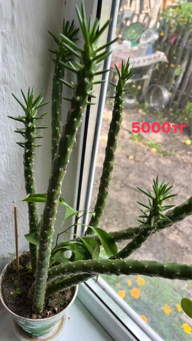 Продам комнатные цветы