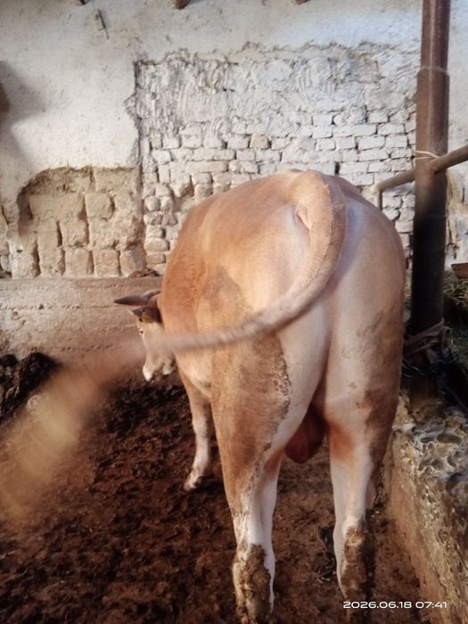 Parodali buqa sotiladi yeb ichiga garantiya 100foiz