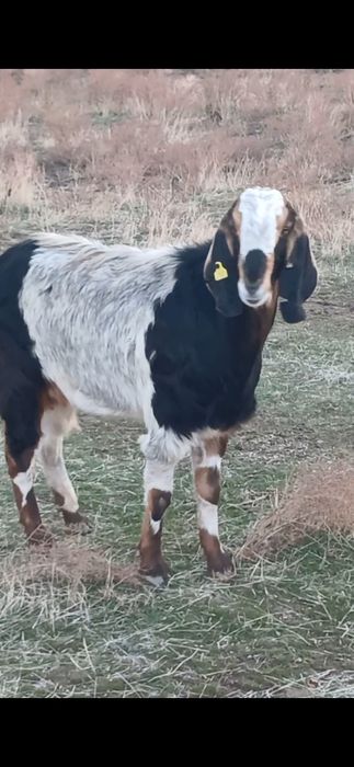 Коза битал пародалы ешкі сатылады