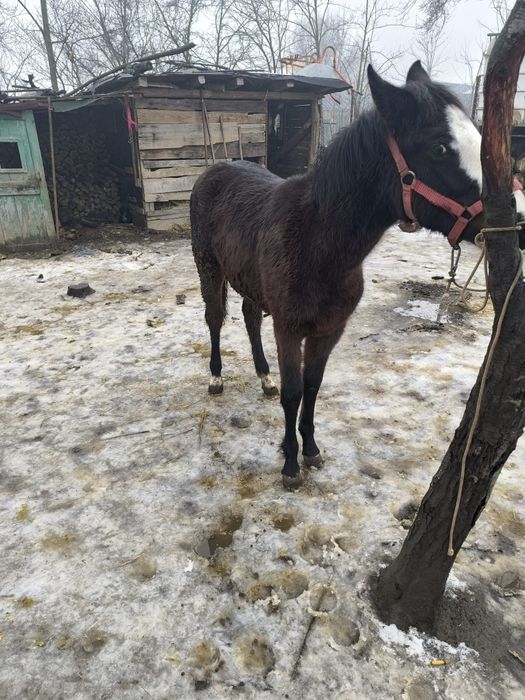 Mânză de vanzare sau schimb