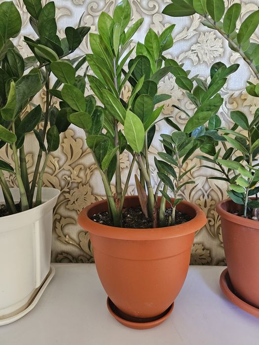 Продам комнатные цветы