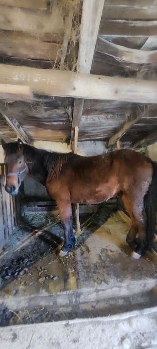 ұрғашы тай 2жасар