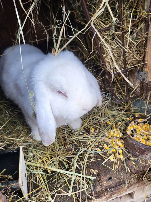 Iepuri berbec german