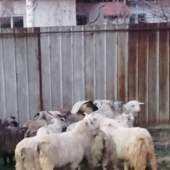 Козы молодые коза козел