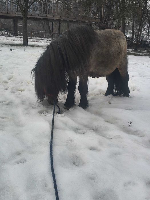 Vând ponei armăsar