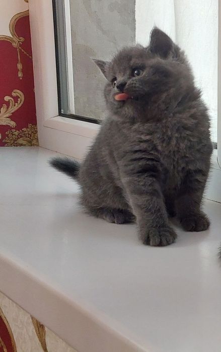 Zotdor mushuk bolasi