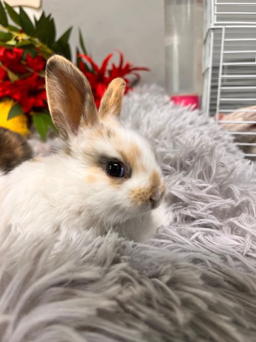 Декоративные кролики