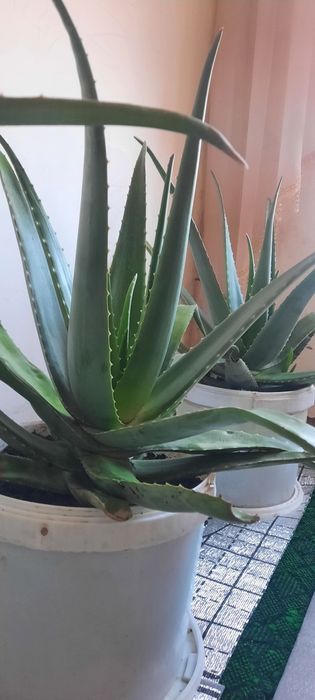 Aloe gullari sotiladi