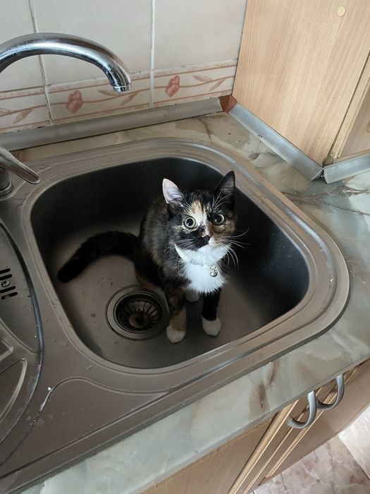 даем кошку бесплатно 10 месяцев