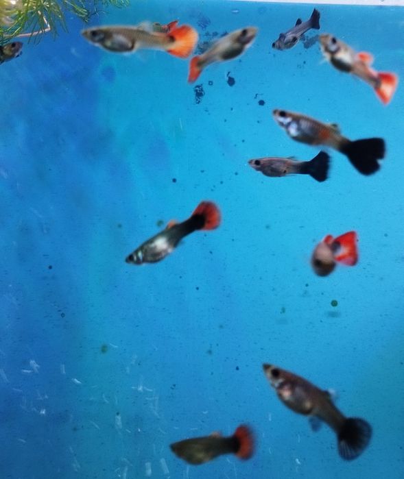 Гуппи микс, молодняк