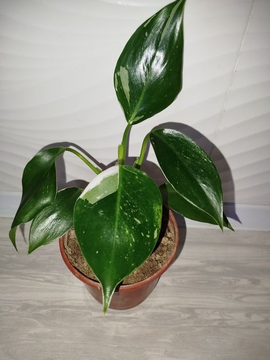 Feladendron belaya prinsesa