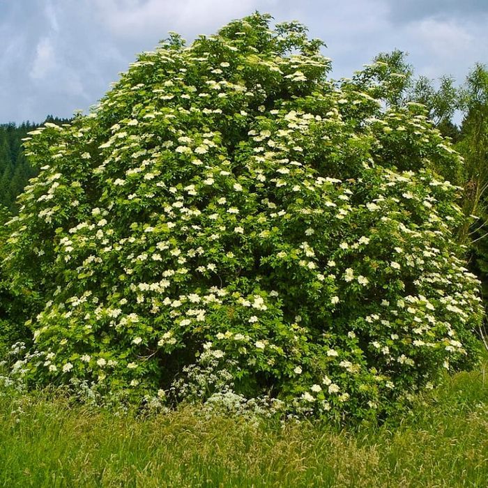 Arbuști Fructiferi SOC