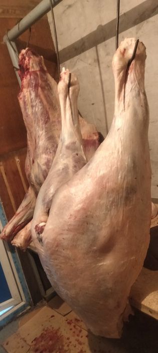 Продаём мясо конины