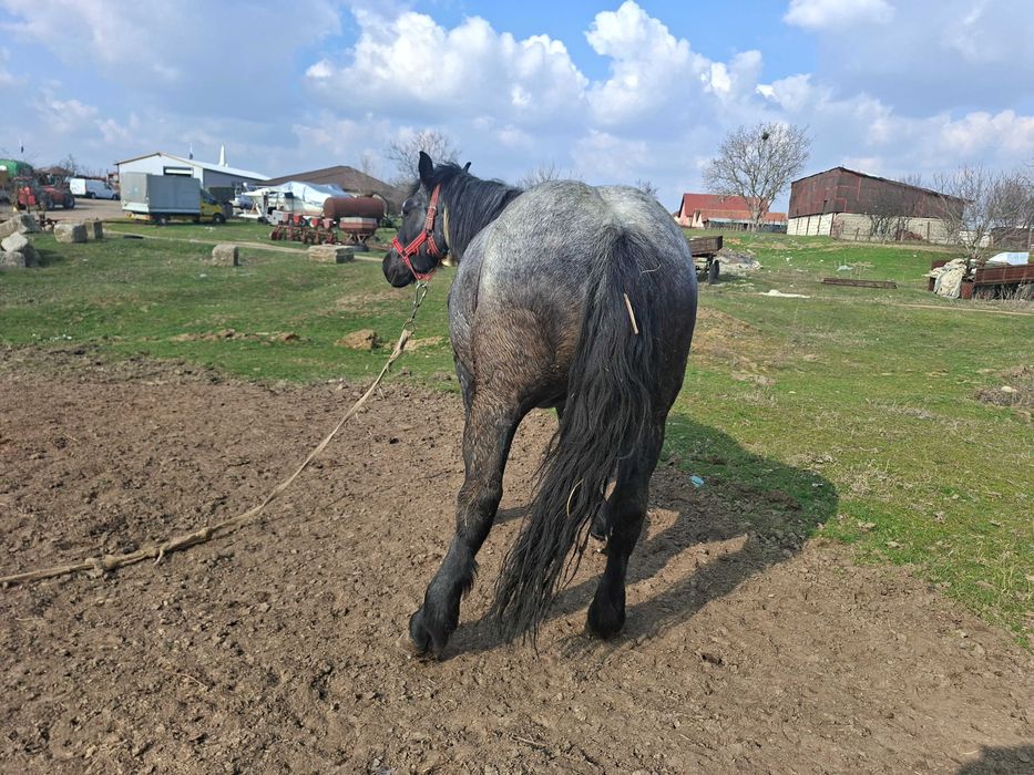 Vand manza, 3 ani si 8 luni!