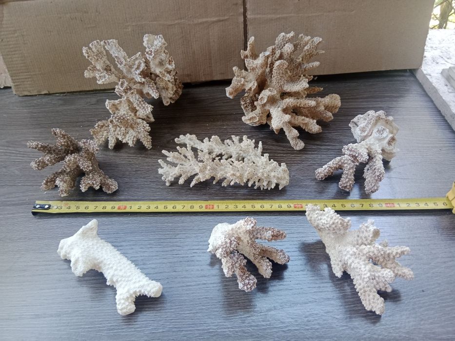 Коралл для аквариума.