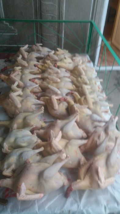 Индейка оптом и в розницу