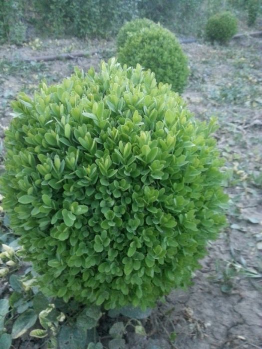 Чимшири  на 11 години добре оформени и гъсти топки!.Подходящо време!