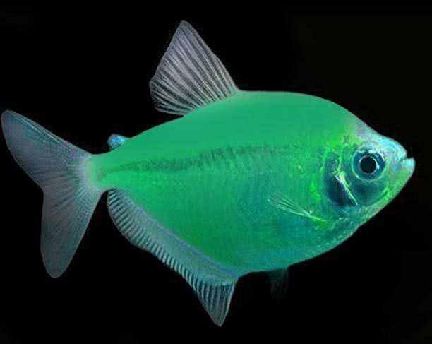 Аквариумная рыбка- Тернеция Глофиш