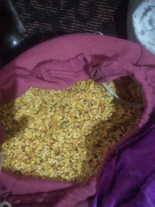 Балгар калампмр уруглари сотилади