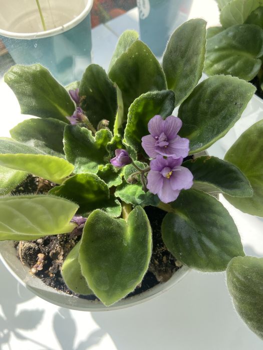 Домашние цветы разные