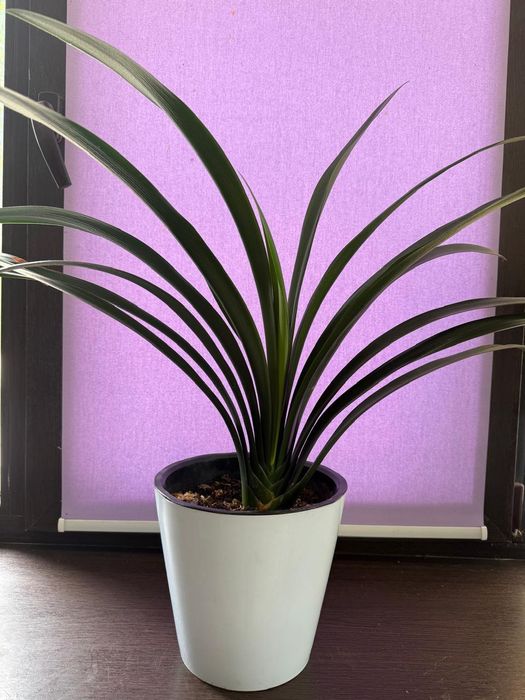 домашние цветы .