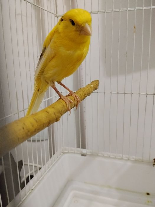 Kanareyka Traynik nar maladoy joja