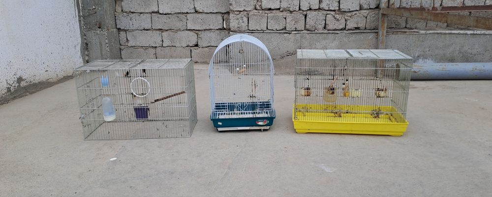 Kanarika qushi qafasi sotiladi