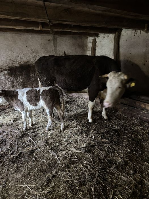 Vand vacă de 4 ani cu vitea