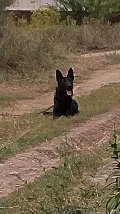 Немецкий овчарка девочка