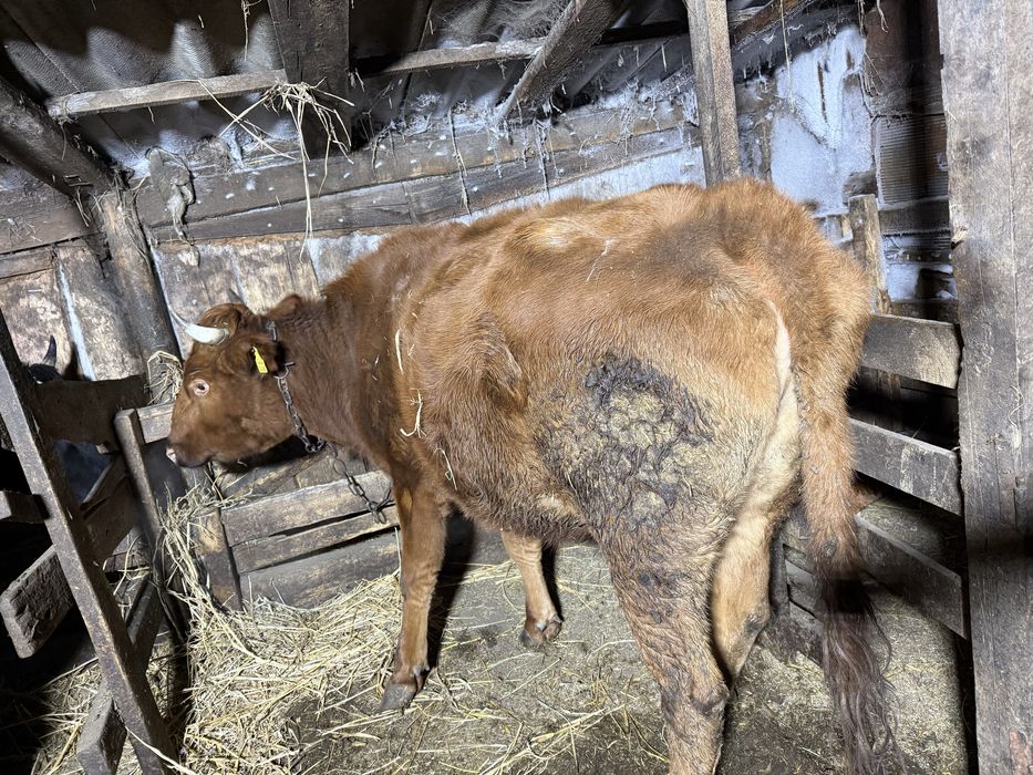 Корова с откорма на мясо