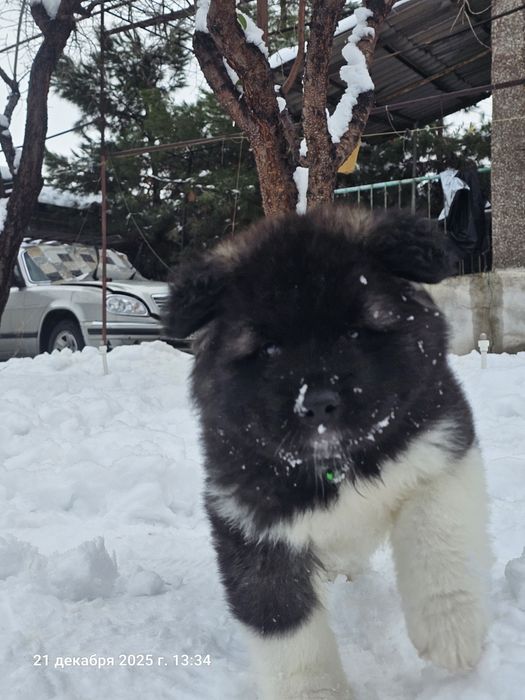 Щенки Американской Акиты