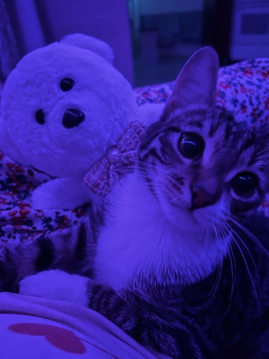 Отдам котенка мальчик Димаш