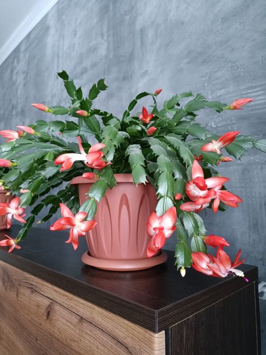 Продам комнатные растения!