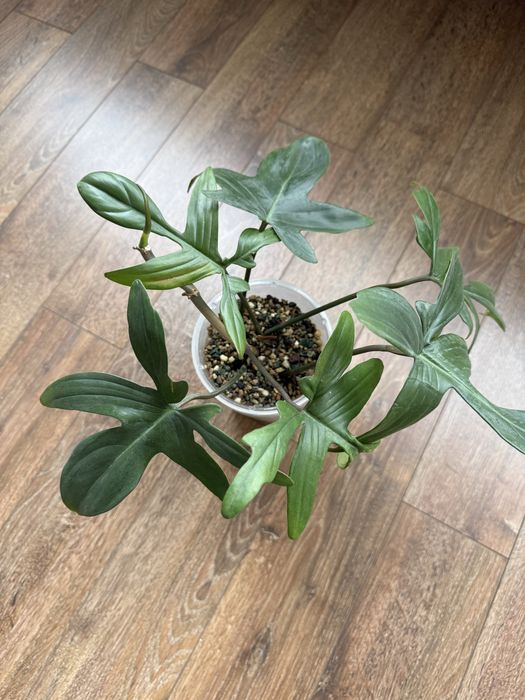 Филолендрон флорида бьюти