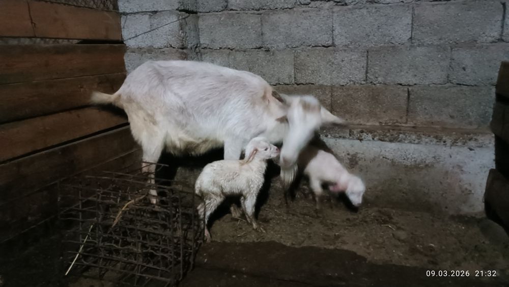 Сауын ешкі. Егіз лағымен.