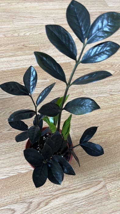 Красивые комнатные цветочки