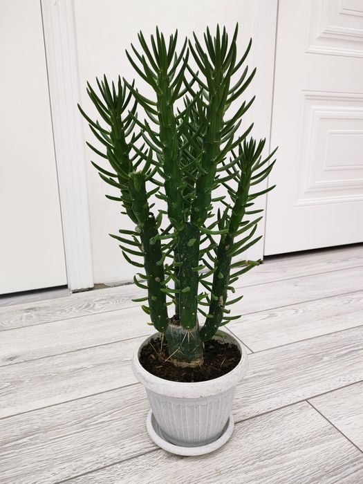 Фикусы. Есть доставка