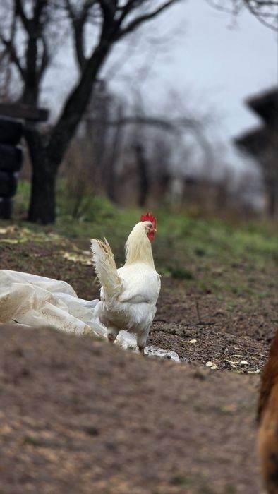 Петли различни породи.