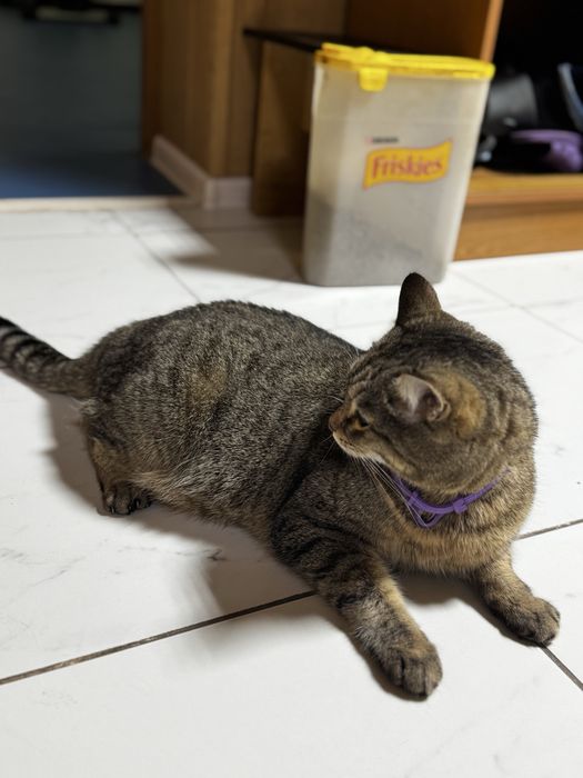 Отдам кота в хорошие руки