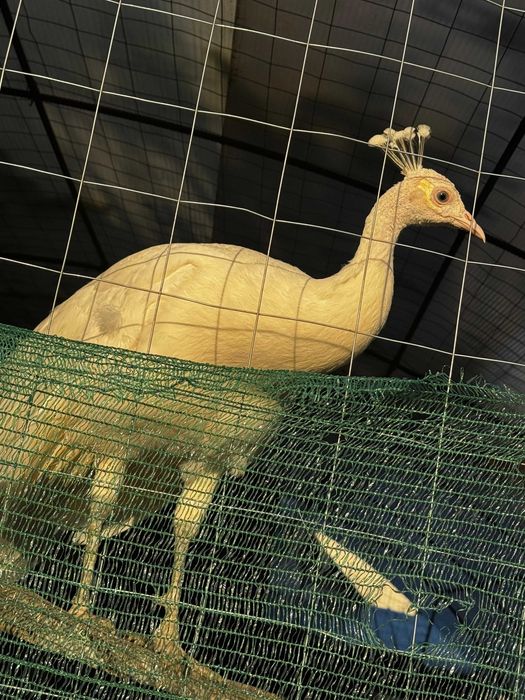 pauni pui si maturi de vanzare