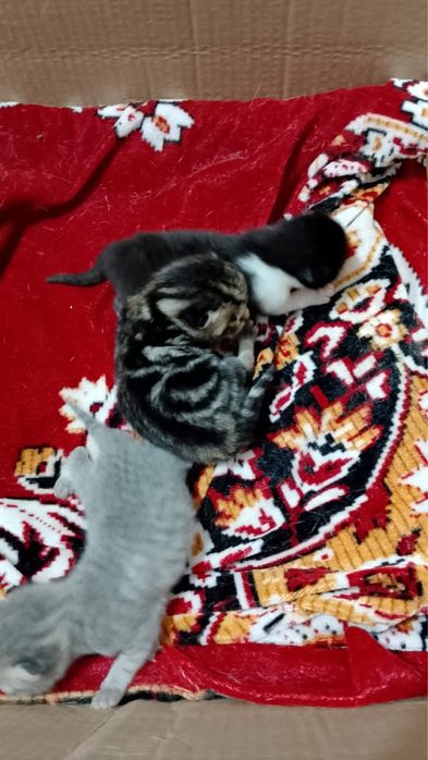 Котенки веслоухо