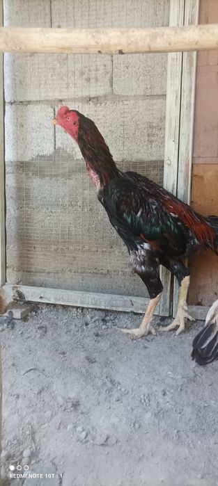 Dakan sotiladi 1ta kózi urushda kór bôgan