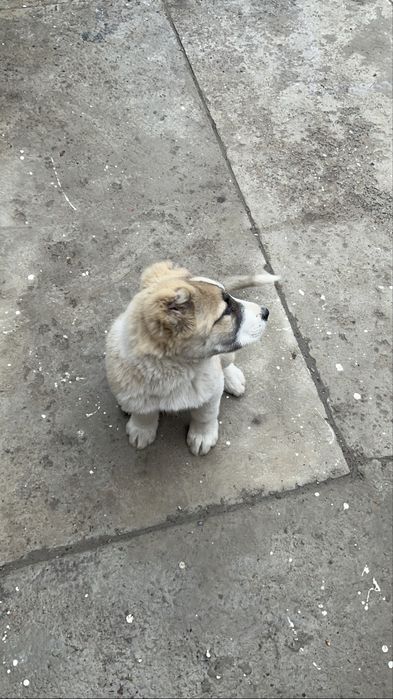 Алабай күшік сатылады