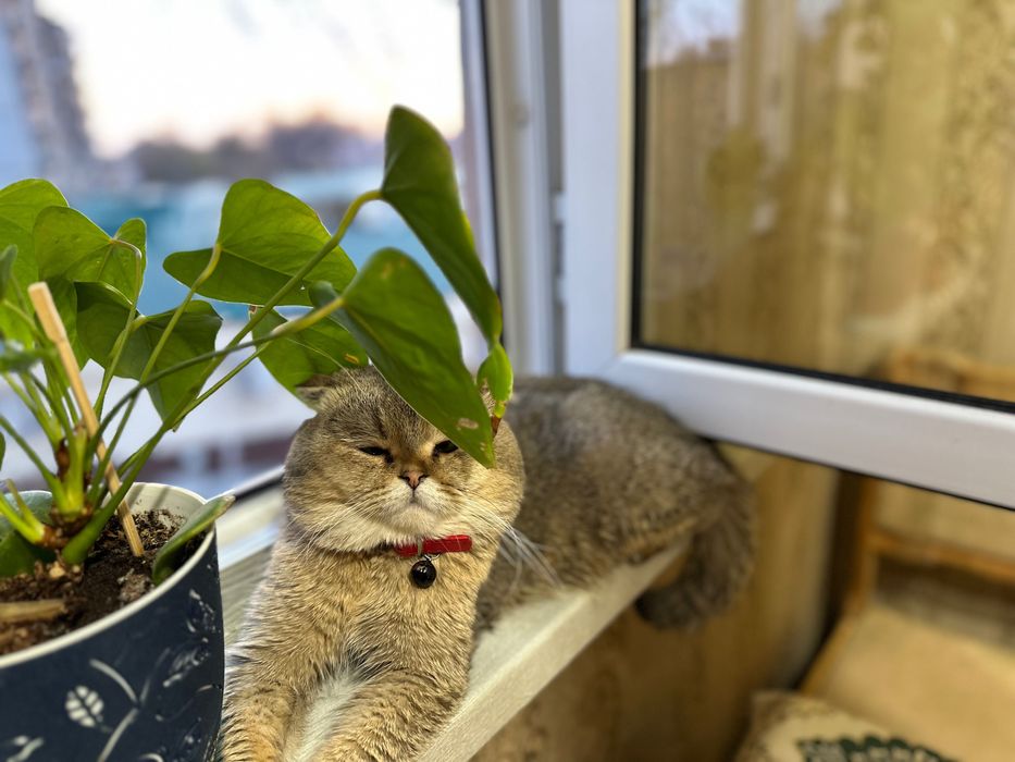 Шотландец на вязку