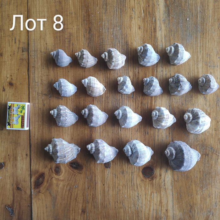 Натурални черупки от морски рапани, различни размери
