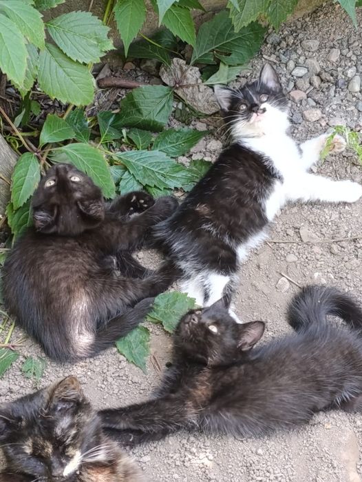 Отдам котят в хорошие руки