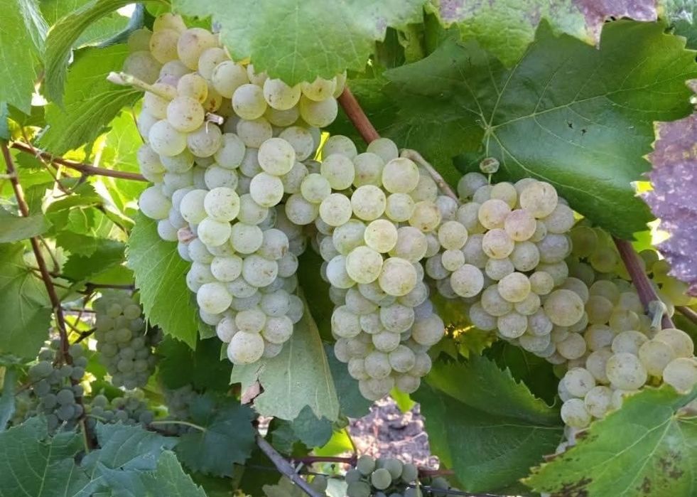 Butasi de vita de vie nu mai la 5 lei pe buc